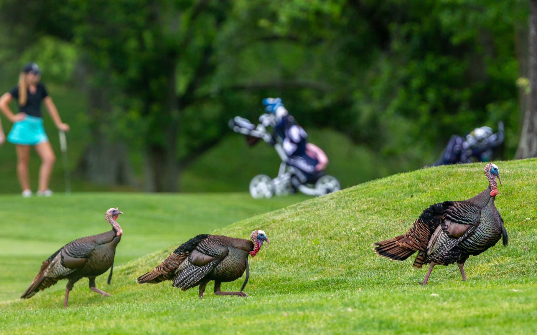St. Louis Junior Golf Invitational